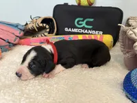 Fenway, a female Great Dane for sale in Mahomet, IL – 4 of 4