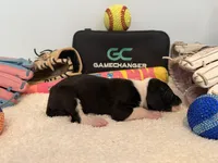 Finch, a female Great Dane for sale in Mahomet, IL – 4 of 4