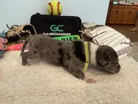 Marucci, a male Great Dane for sale in Mahomet, IL – 2 of 4