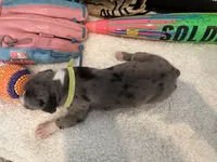 Marucci, a male Great Dane for sale in Mahomet, IL – 3 of 4