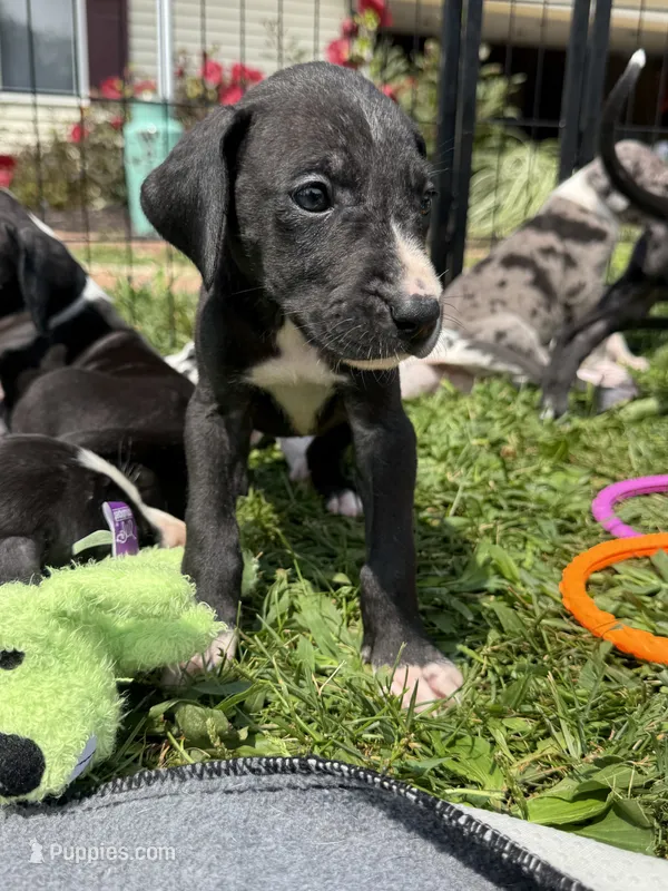 Ghost – Great Dane puppy for sale in Mahomet, IL