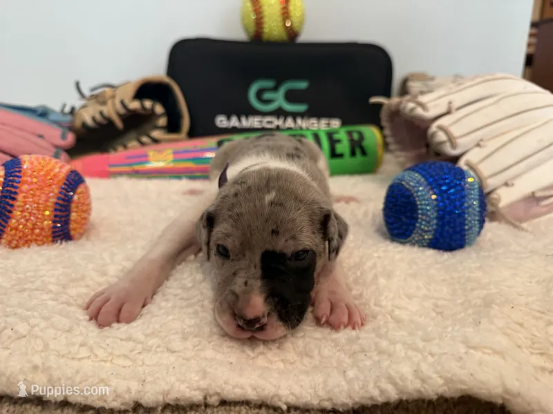 Rosen  – Great Dane puppy for sale in Mahomet, IL