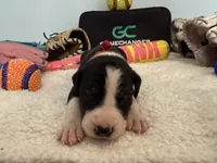 Fenway, a female Great Dane for sale in Mahomet, IL – 1 of 4