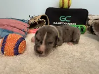 Marucci, a male Great Dane for sale in Mahomet, IL – 1 of 4