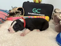 Fenway, a female Great Dane for sale in Mahomet, IL – 2 of 4