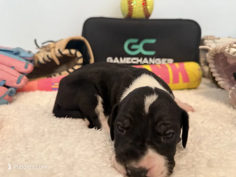 Finch – Great Dane puppy for sale in Mahomet, IL