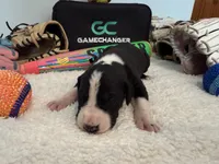 Slugger, a male Great Dane for sale in Mahomet, IL – 2 of 4