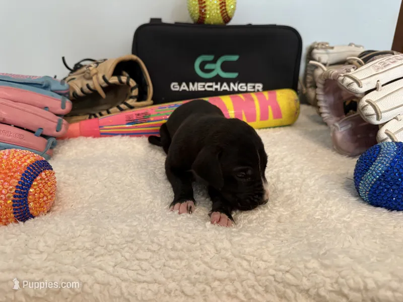 Ghost – Great Dane puppy for sale in Mahomet, IL