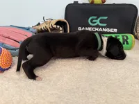 Cleats, a male Great Dane for sale in Mahomet, IL – 4 of 4