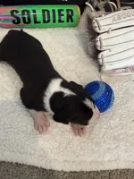Slugger, a male Great Dane for sale in Mahomet, IL – 4 of 4