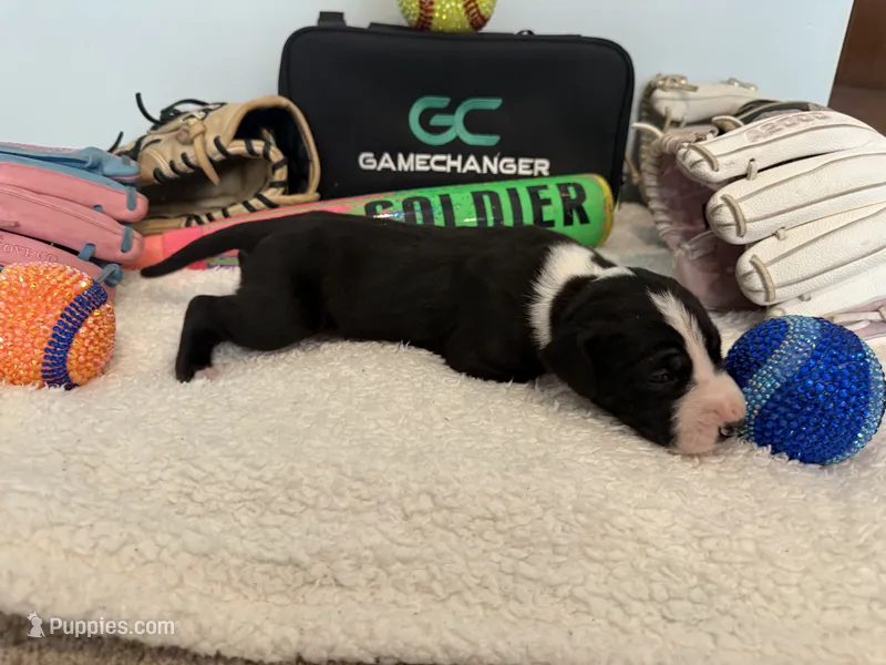 Slugger – Great Dane puppy for sale in Mahomet, IL