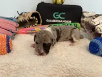 Rosen , a female Great Dane for sale in Mahomet, IL – 3 of 4
