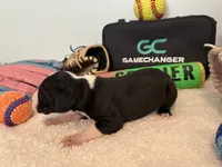 Slugger, a male Great Dane for sale in Mahomet, IL – 3 of 4