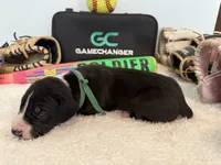 Cleats, a male Great Dane for sale in Mahomet, IL – 1 of 4