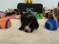 Cleats, a male Great Dane for sale in Mahomet, IL – 3 of 4
