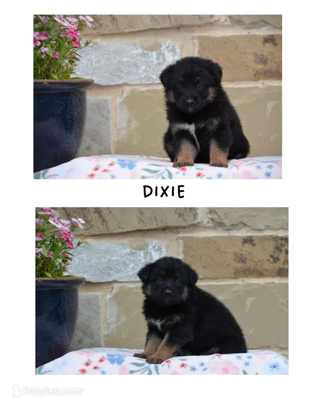 Dixie  – German Shepherd Dog, Great Pyrenees puppy for sale in Scurry, TX