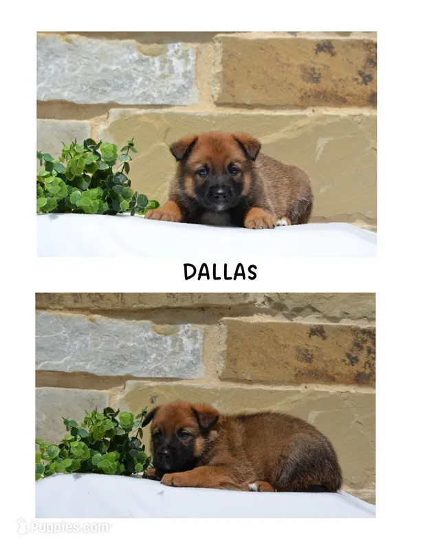 Dallas – German Shepherd Dog, Great Pyrenees puppy for sale in Scurry, TX
