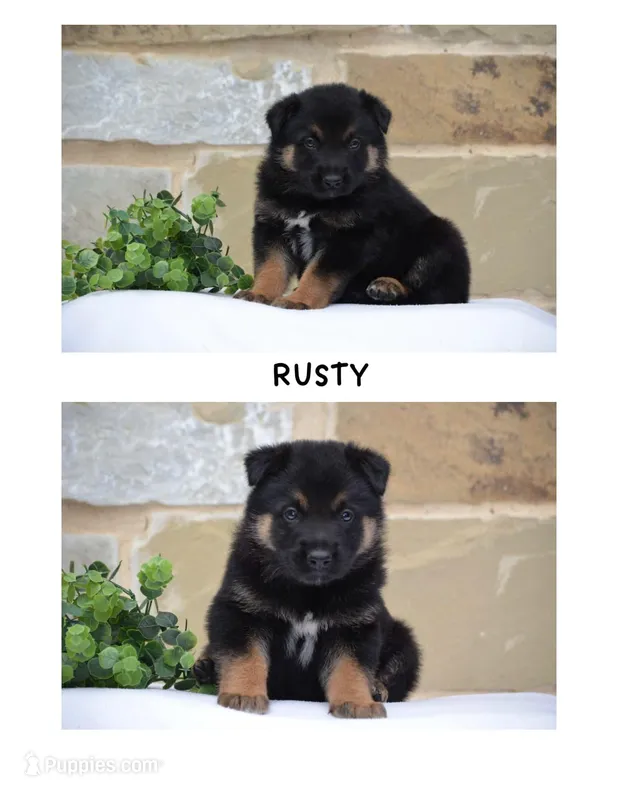 Rusty  – German Shepherd Dog, Great Pyrenees puppy for sale in Scurry, TX