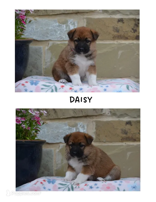 Daisy  – German Shepherd Dog, Great Pyrenees puppy for sale in Scurry, TX
