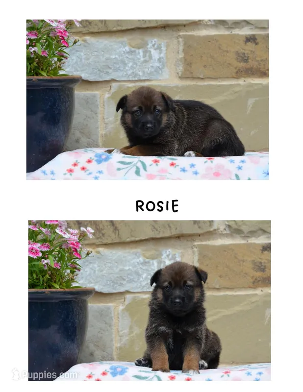 Rosie  – German Shepherd Dog, Great Pyrenees puppy for sale in Scurry, TX