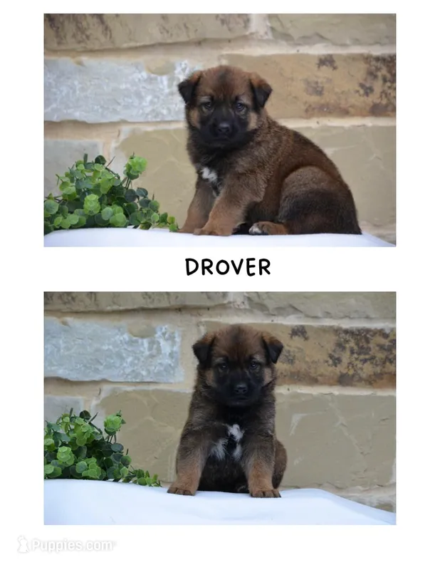 Drover – German Shepherd Dog, Great Pyrenees puppy for sale in Scurry, TX