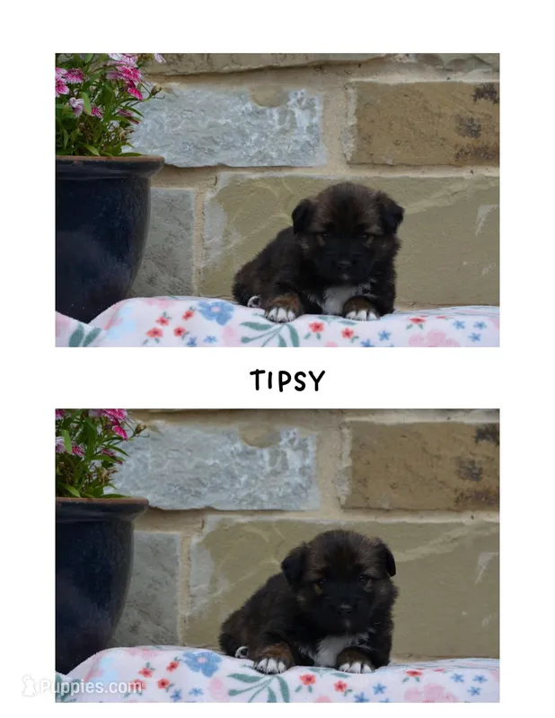 Tipsy  – German Shepherd Dog, Great Pyrenees puppy for sale in Scurry, TX