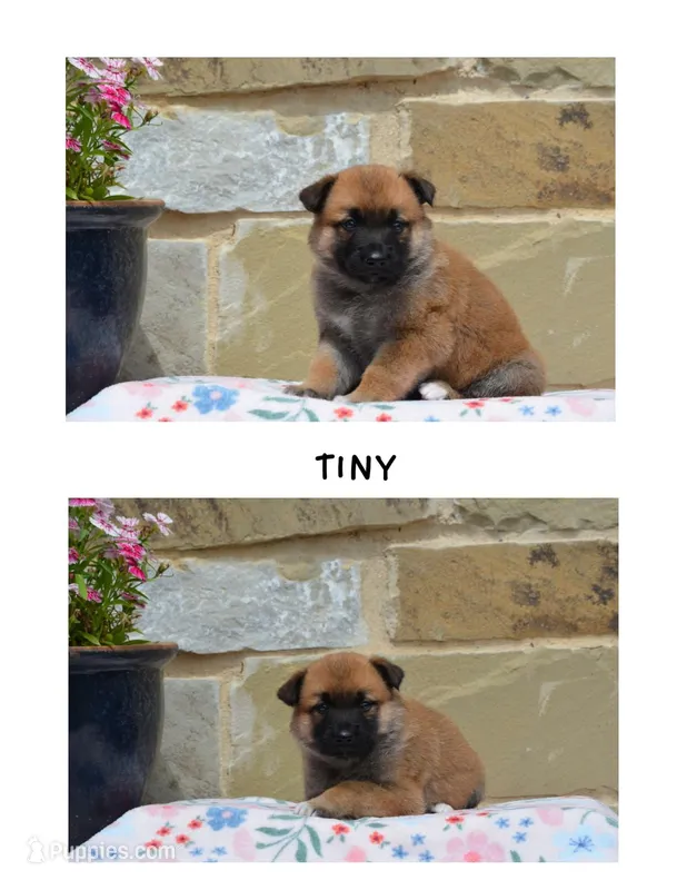 Tiny – German Shepherd Dog, Great Pyrenees puppy for sale in Scurry, TX