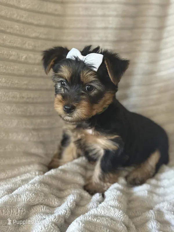 Mya – Yorkshire Terrier puppy for sale in Evergreen Park, IL