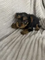 Bella, a female Yorkshire Terrier for sale in Chicago, IL – 5 of 5