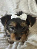 Mya, a female Yorkshire Terrier for sale in Evergreen Park, IL – 3 of 3
