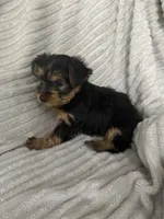Bella, a female Yorkshire Terrier for sale in Chicago, IL – 4 of 5