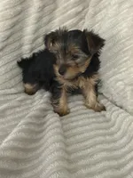 Mya, a female Yorkshire Terrier for sale in Chicago, IL – 5 of 6