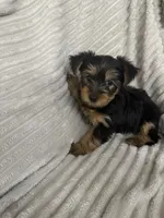 Bella, a female Yorkshire Terrier for sale in Chicago, IL – 3 of 5