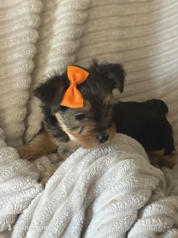 Bella – Yorkshire Terrier puppy for sale in Chicago, IL