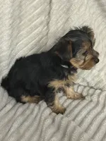 Mya, a female Yorkshire Terrier for sale in Chicago, IL – 6 of 6