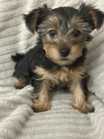 Mya, a female Yorkshire Terrier for sale in Chicago, IL – 4 of 6