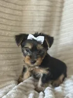 Mya, a female Yorkshire Terrier for sale in Evergreen Park, IL – 2 of 3