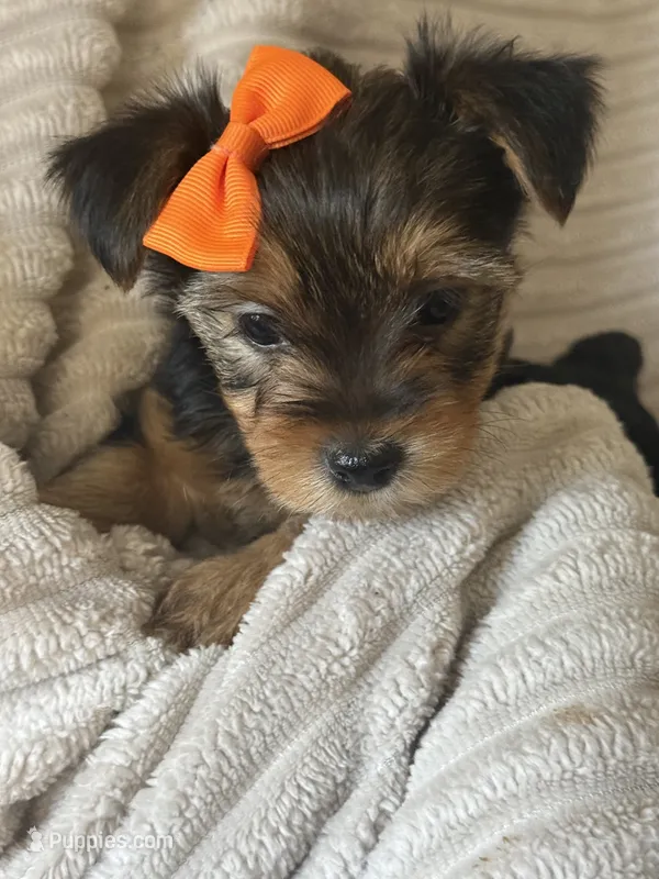 Bella – Yorkshire Terrier puppy for sale in Evergreen Park, IL