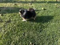 Chiquis, a female Pomeranian for sale in Riverside, CA – Photo 5 of 5