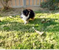 Chiquis, a female Pomeranian for sale in Riverside, CA – Photo 3 of 5