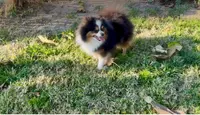 Chiquis, a female Pomeranian for sale in Riverside, CA – Photo 1 of 5
