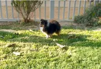 Chiquis, a female Pomeranian for sale in Riverside, CA – Photo 2 of 5