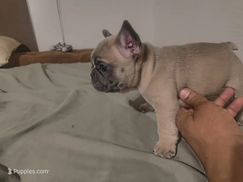 Lonnie Wilson – French Bulldog puppy for sale in Boise, ID