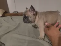 Toasty, a male French Bulldog for sale in Boise, ID – 2 of 3