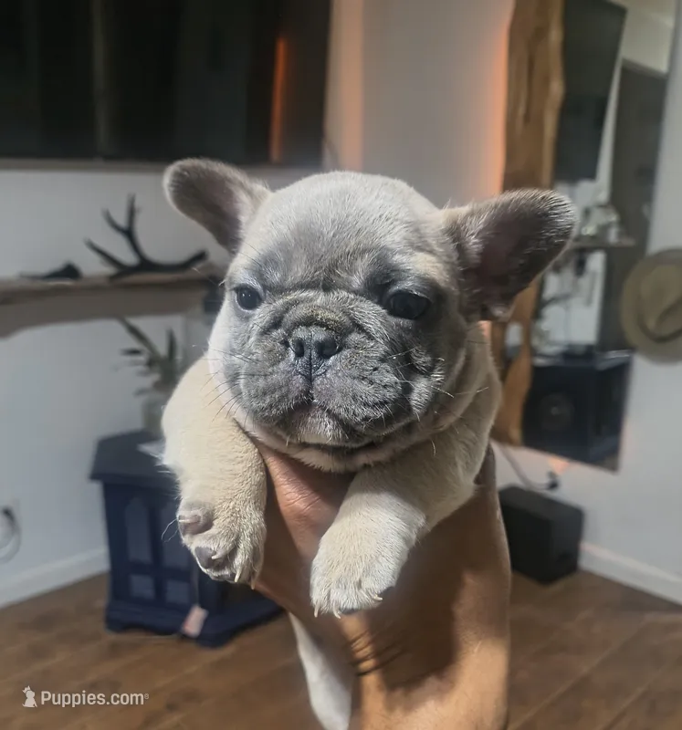 Toasty, a male French Bulldog for sale in Boise, ID – 1 of 3