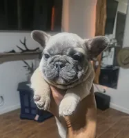 Toasty, a male French Bulldog for sale in Boise, ID – 1 of 3