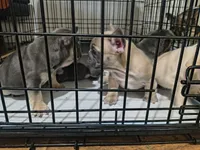 Toasty, a male French Bulldog for sale in Boise, ID – 3 of 3