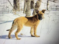 Thor, a male Belgian Malinois and German Shepherd Dog for sale in Oakland, MD – Photo 4 of 4