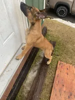 Thor, a male Belgian Malinois and German Shepherd Dog for sale in Oakland, MD – Photo 2 of 4