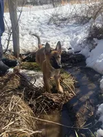 Rogue, a female Belgian Malinois and German Shepherd Dog for sale in Oakland, MD – Photo 1 of 4